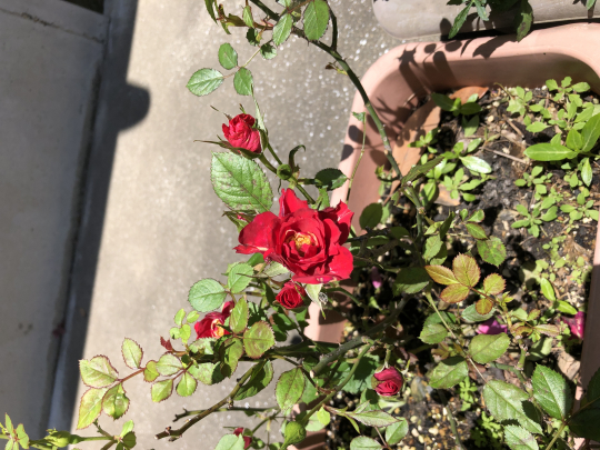 初夏に映える真っ赤なバラ