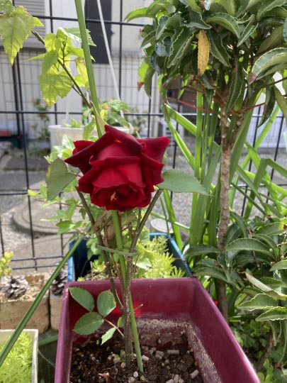 我が家で咲いた薔薇