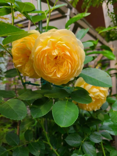 幸せの黄色い薔薇