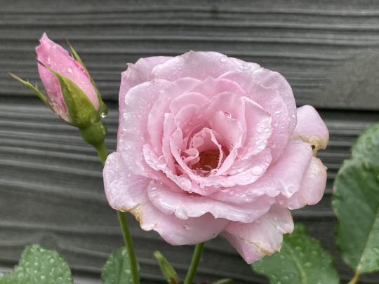 やっと咲いた桜貝です